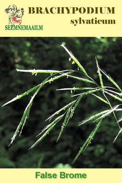 False Brome